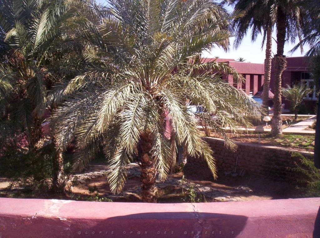 TIMIMOUN DECEMBRE 2004 N025 .JPG